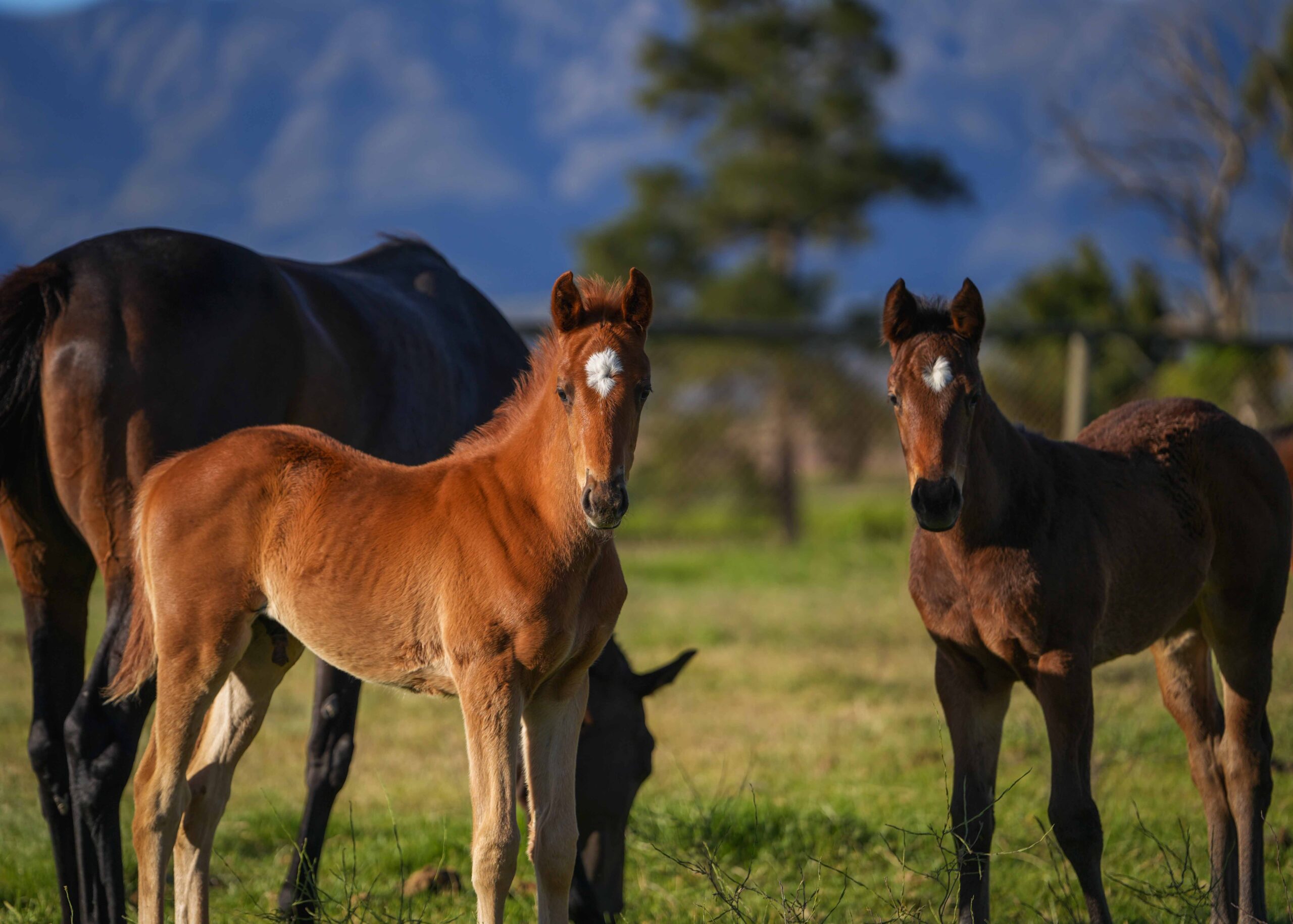 Riverton Stud foals by Romi Bettison