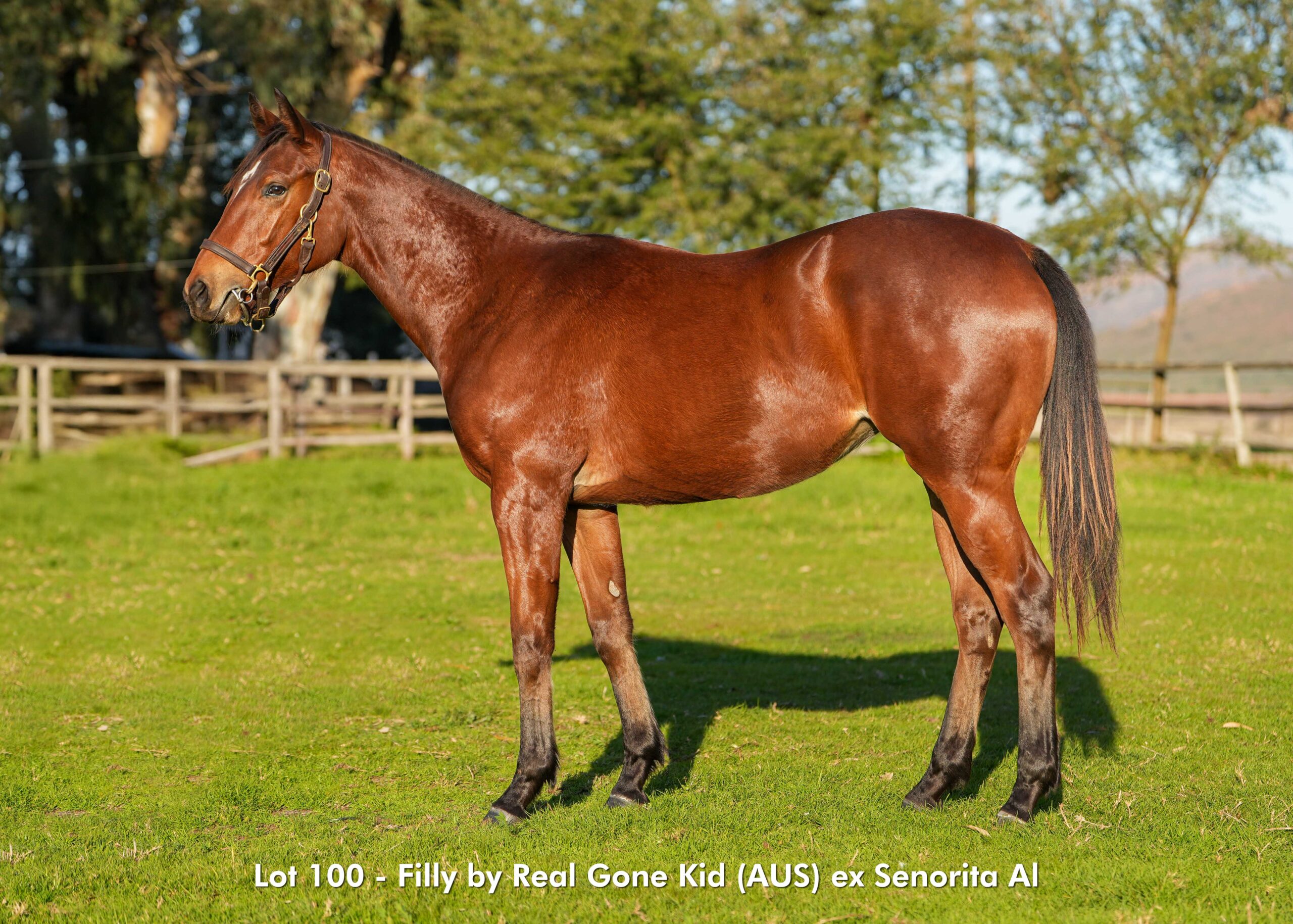 KZN Sale Lot 100 by REAL GONE KID (AUS)