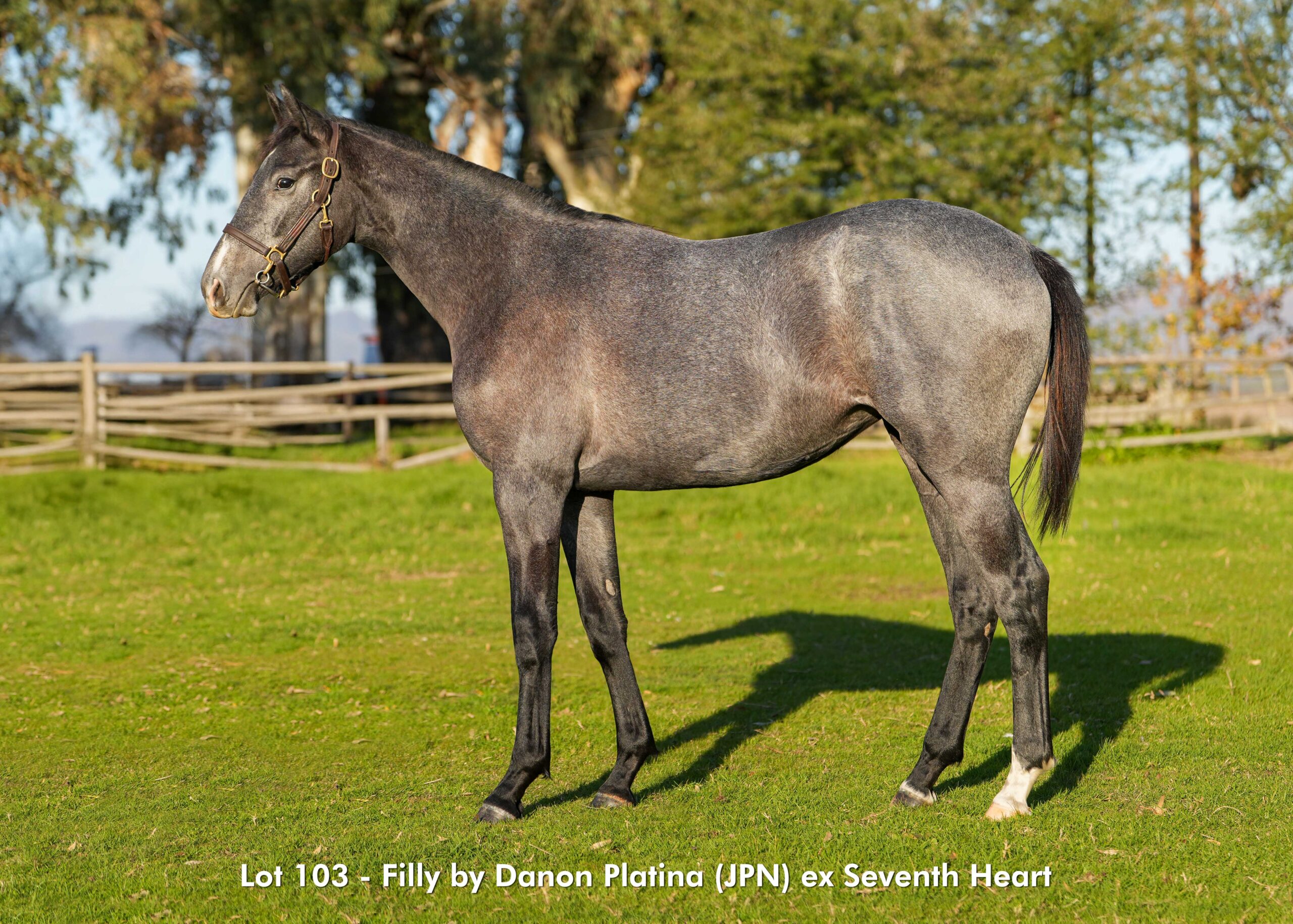 KZN Sale Lot 103 by DANON PLATINA (JPN)