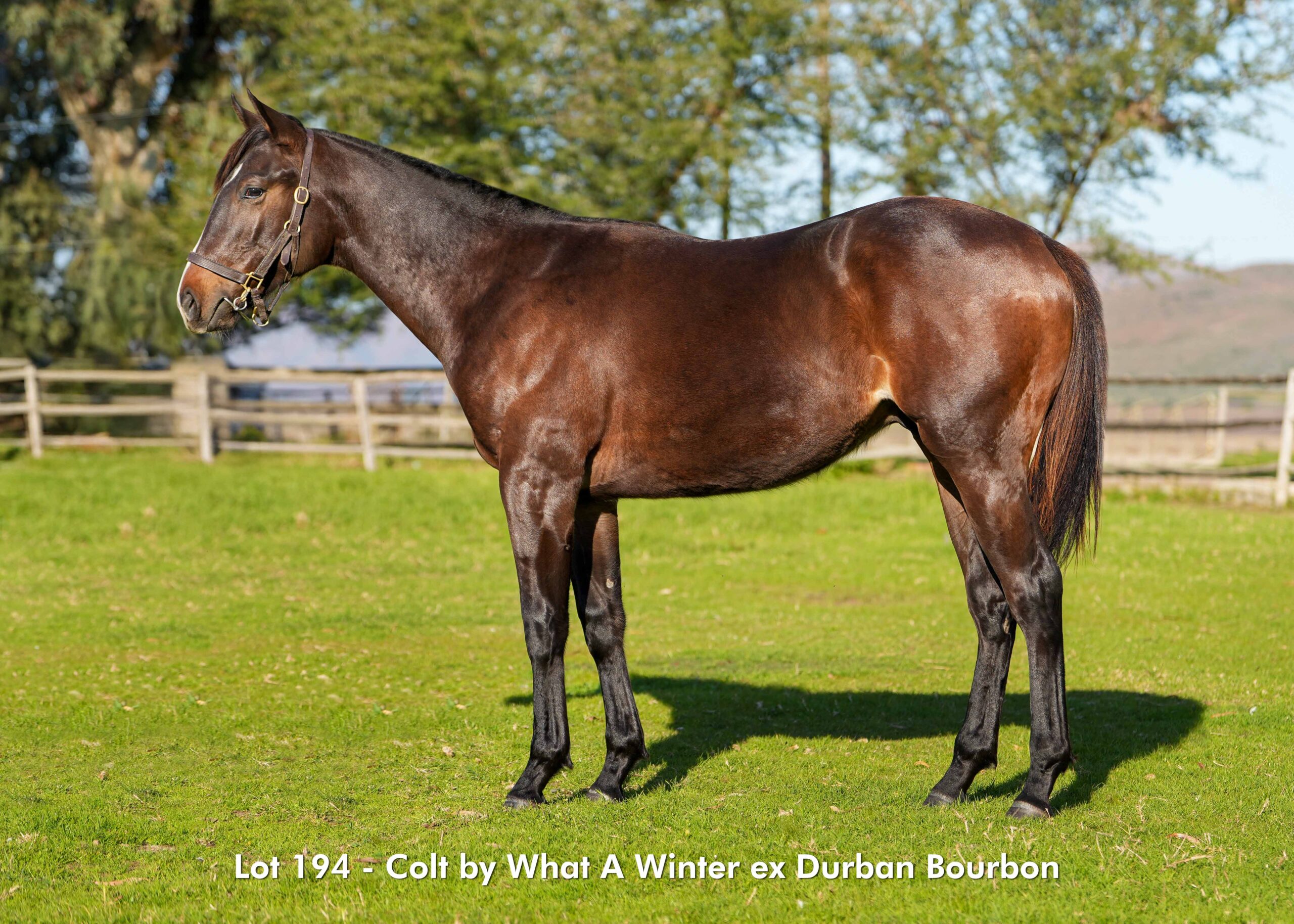 KZN Sale Lot 194 by WHAT A WINTER
