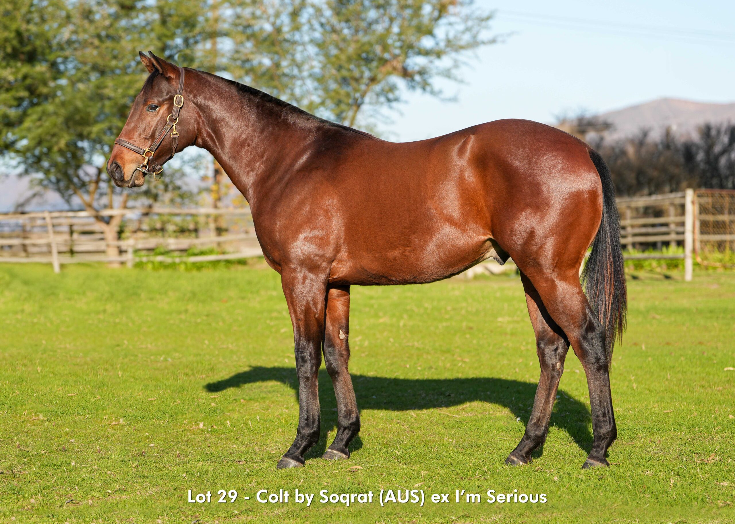 KZN Sale Lot 29 by SOQRAT (AUS)