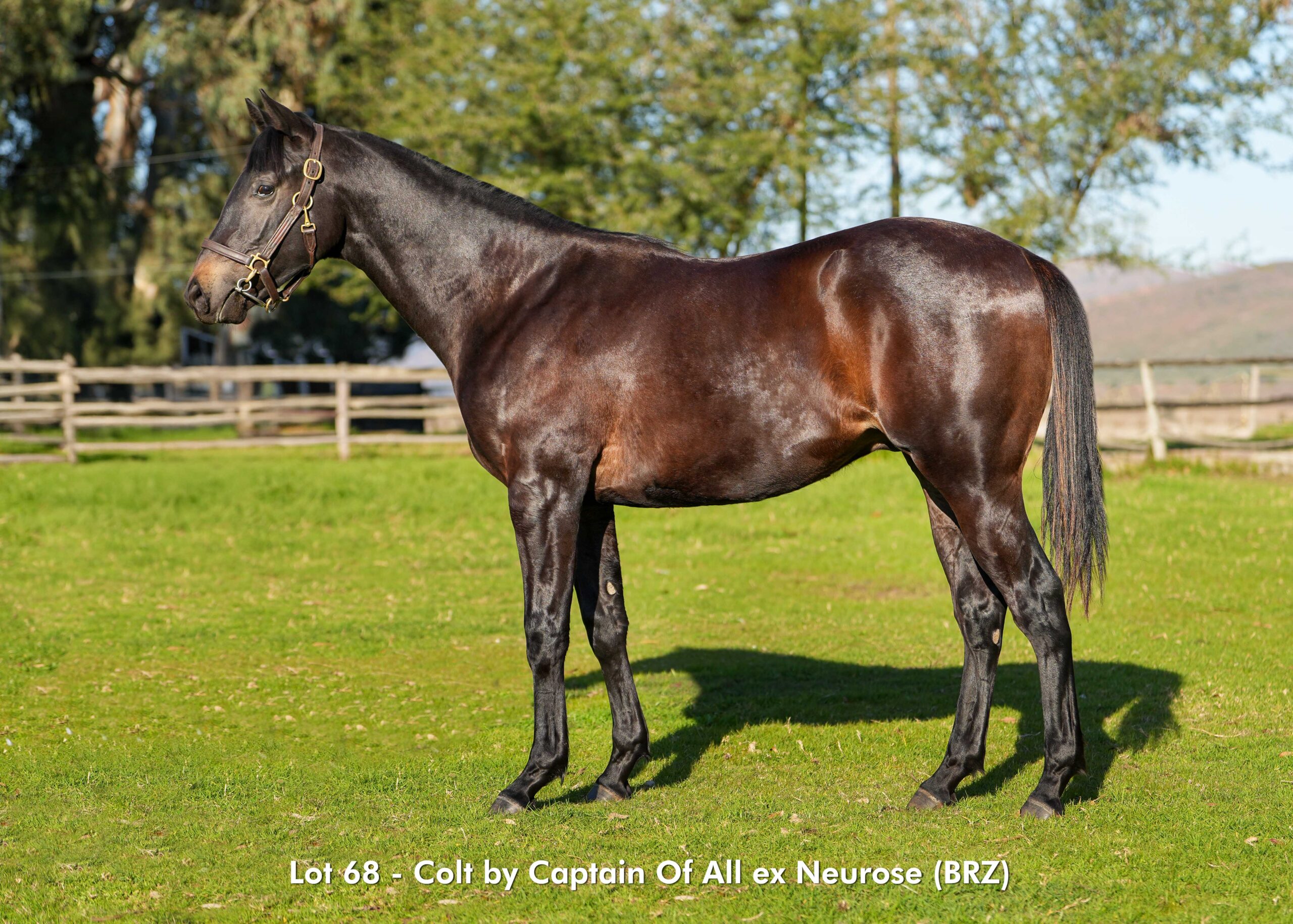 KZN Sale Lot 68 by CAPTAIN OF ALL